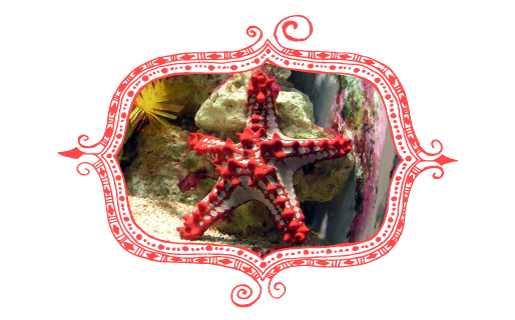 Red-knobbed Starfish Protoreaster linckii at Bristol Zoo Aquarium, England