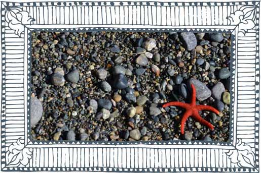Red starfish on a pebble beach courtesy Logan Popoff at Unsplash
