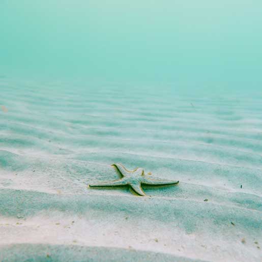 beautiful aqua-coloured starfish footer background photo courtesy Kiran Manoj at Unsplash